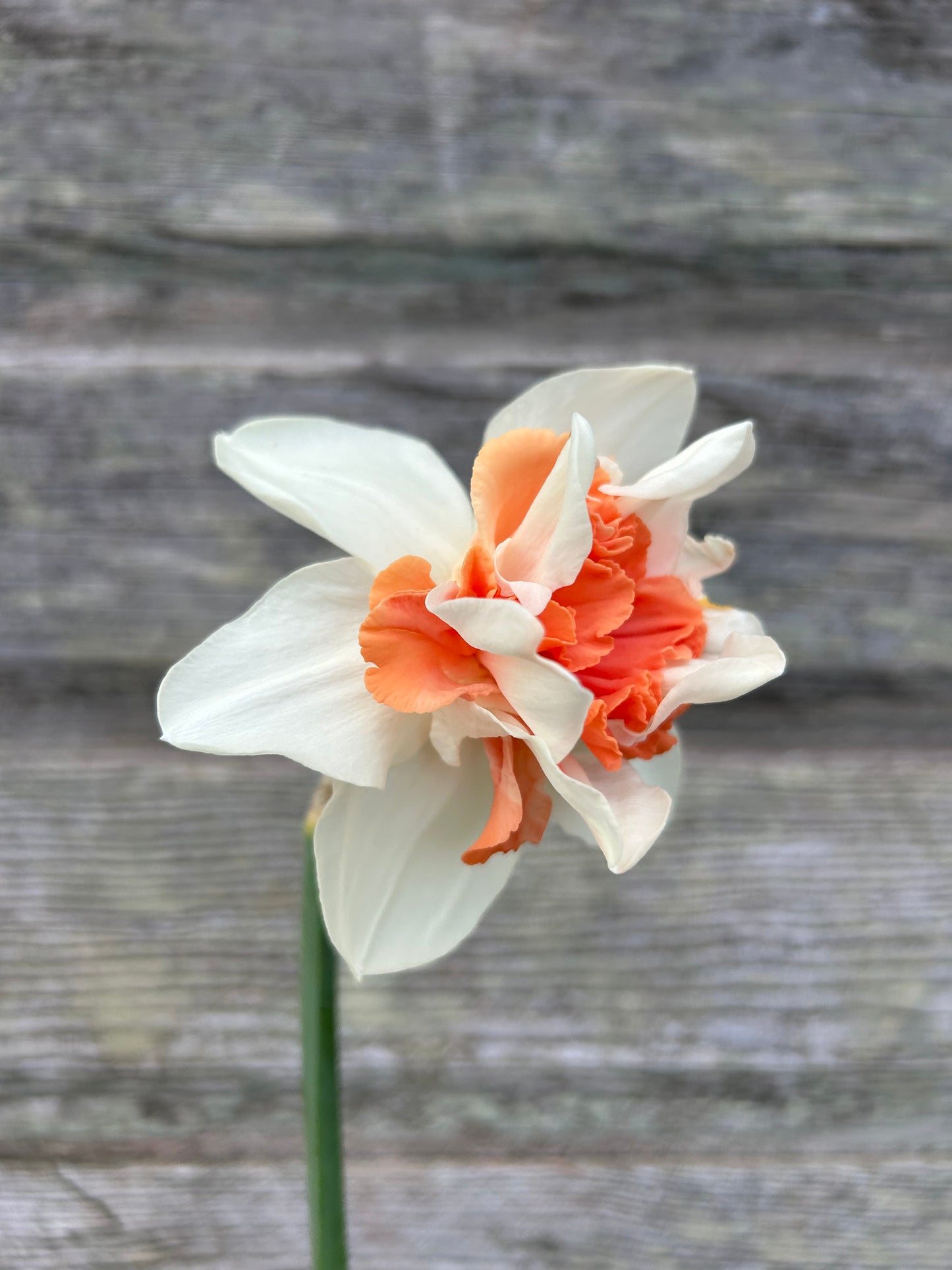 Daffodil - Candy Princess