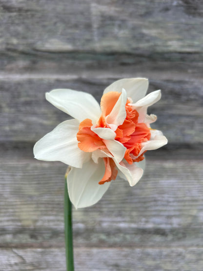 Daffodil - Candy Princess