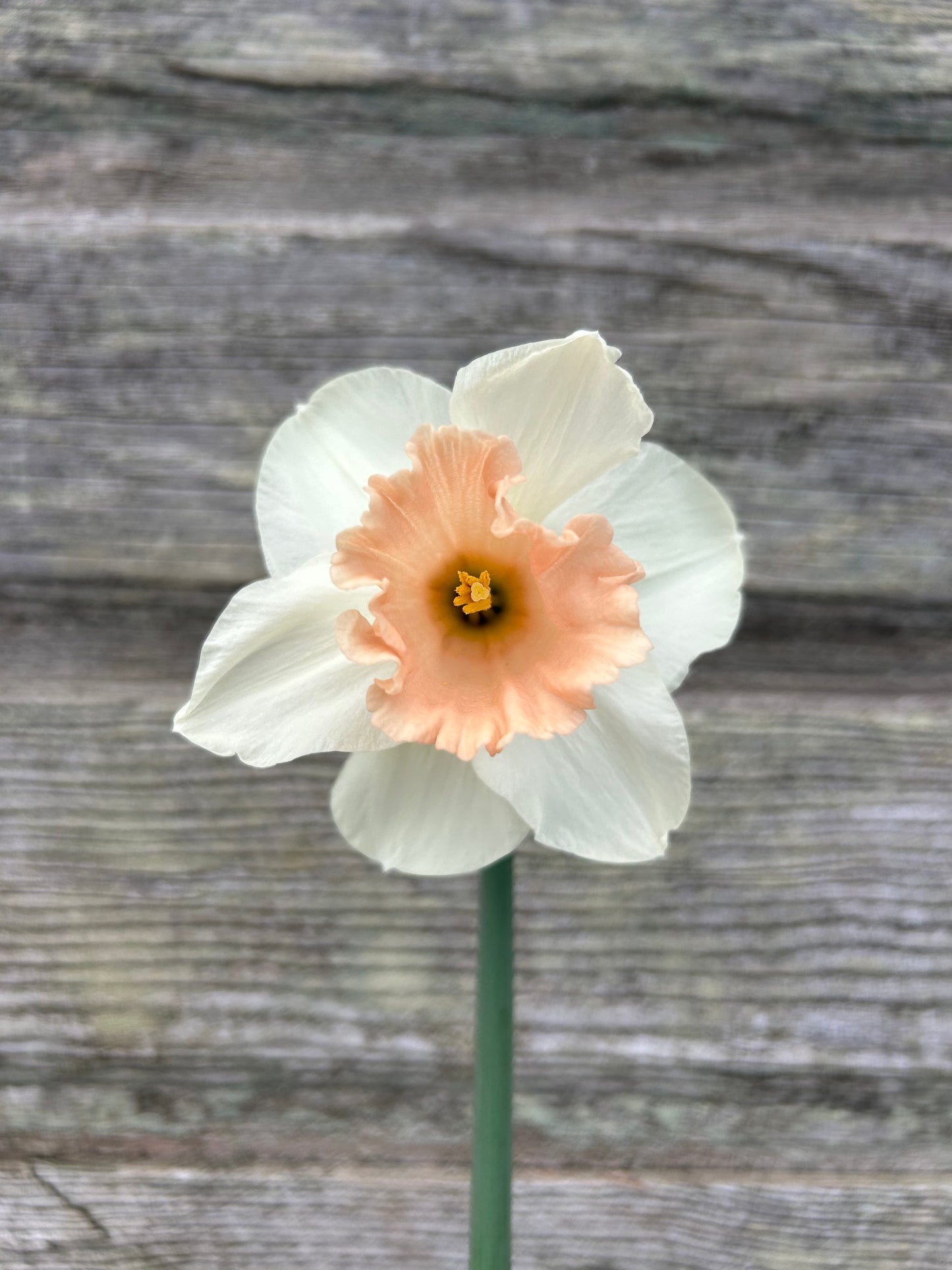 Daffodil - Sweetest Dream
