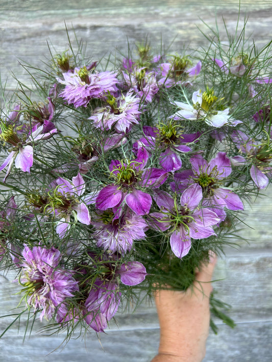 Nigella - Miss Jekyll Rose