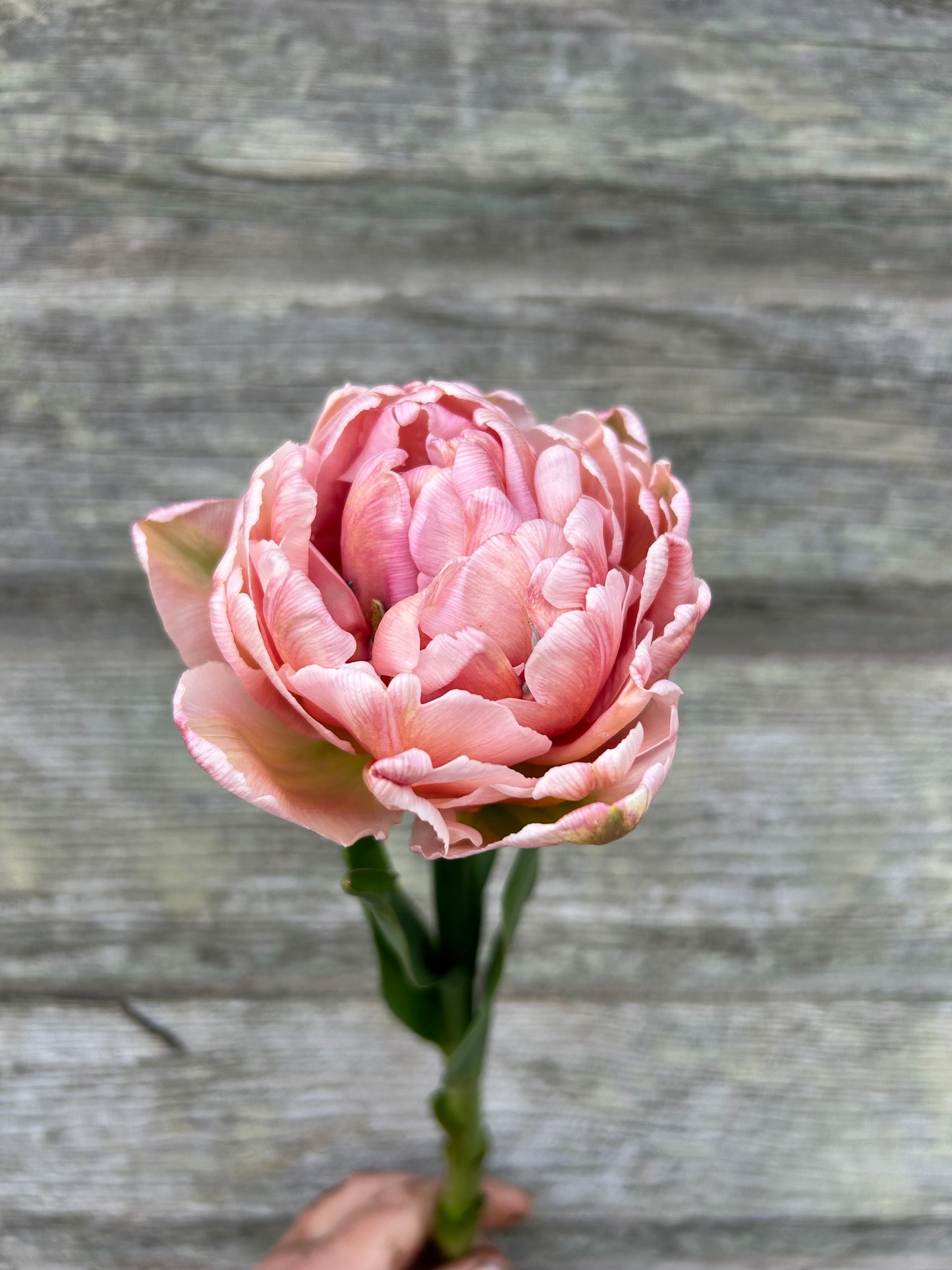 Tulip - Pink Mist