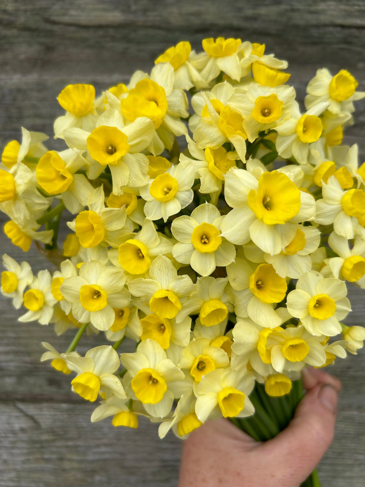 Daffodil - Minnow