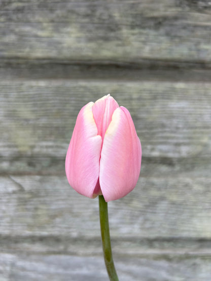Tulip - Mango Charm