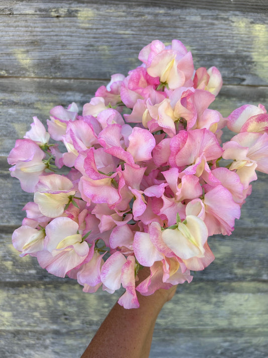 Sweet Pea - Dzintra