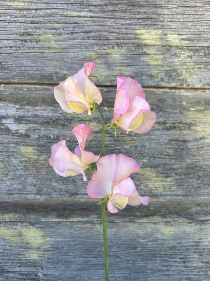 Sweet Pea - Dzintra