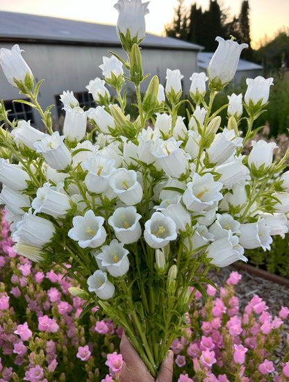 Campanula - Champion II White