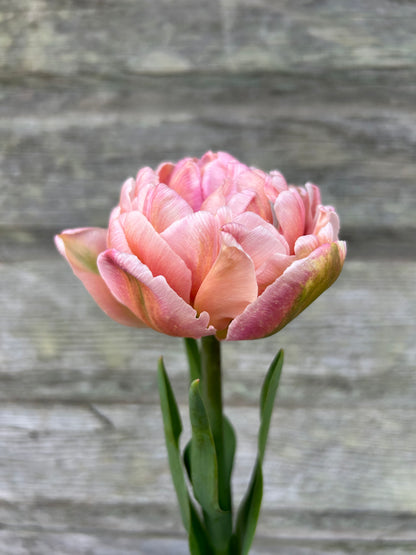 Tulip - Pink Mist