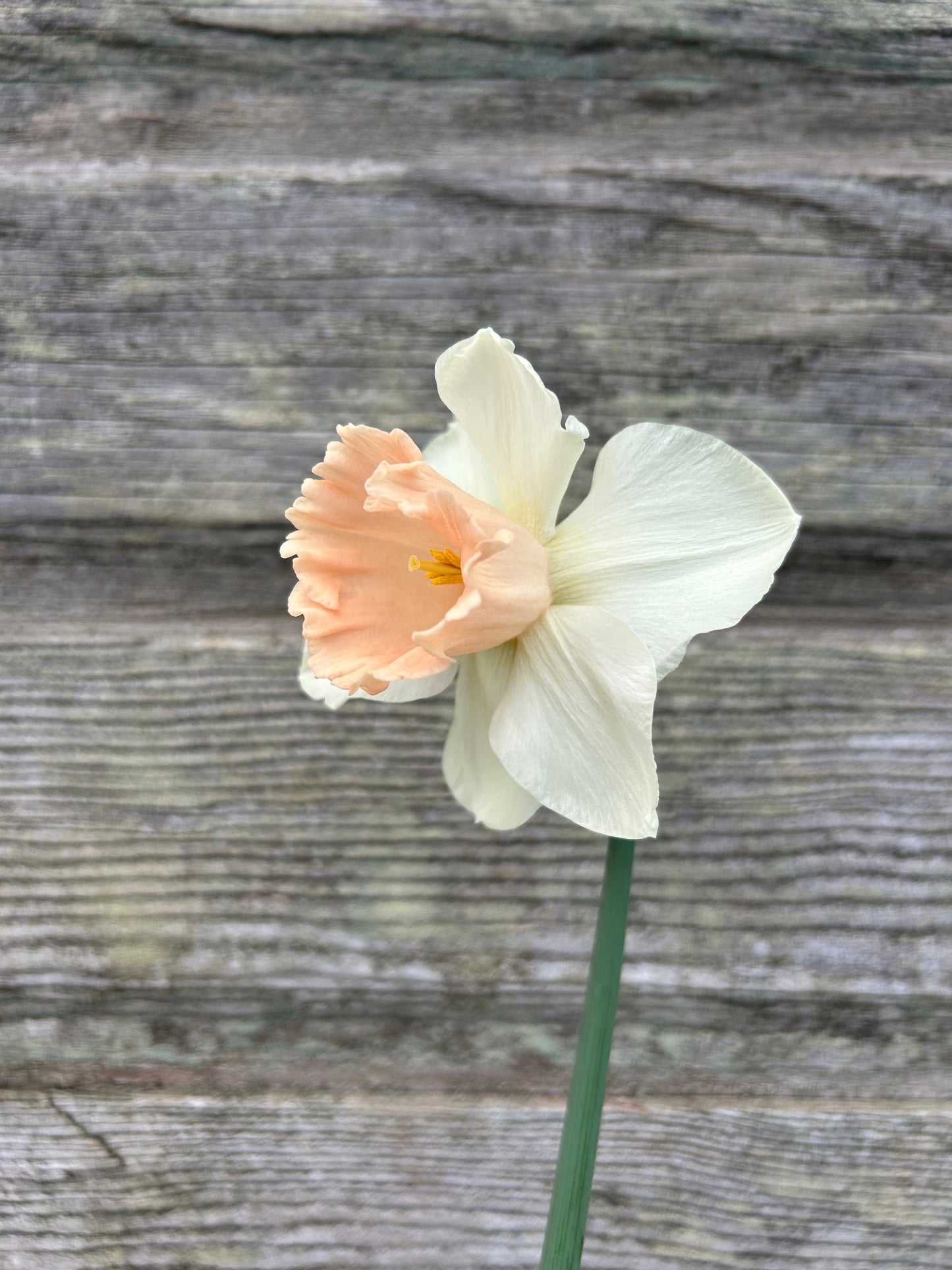 Daffodil - Sweetest Dream