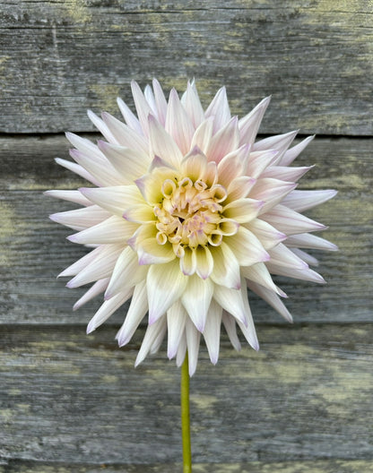 Sandia Stargazer