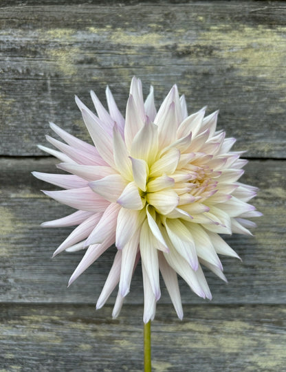 Sandia Stargazer