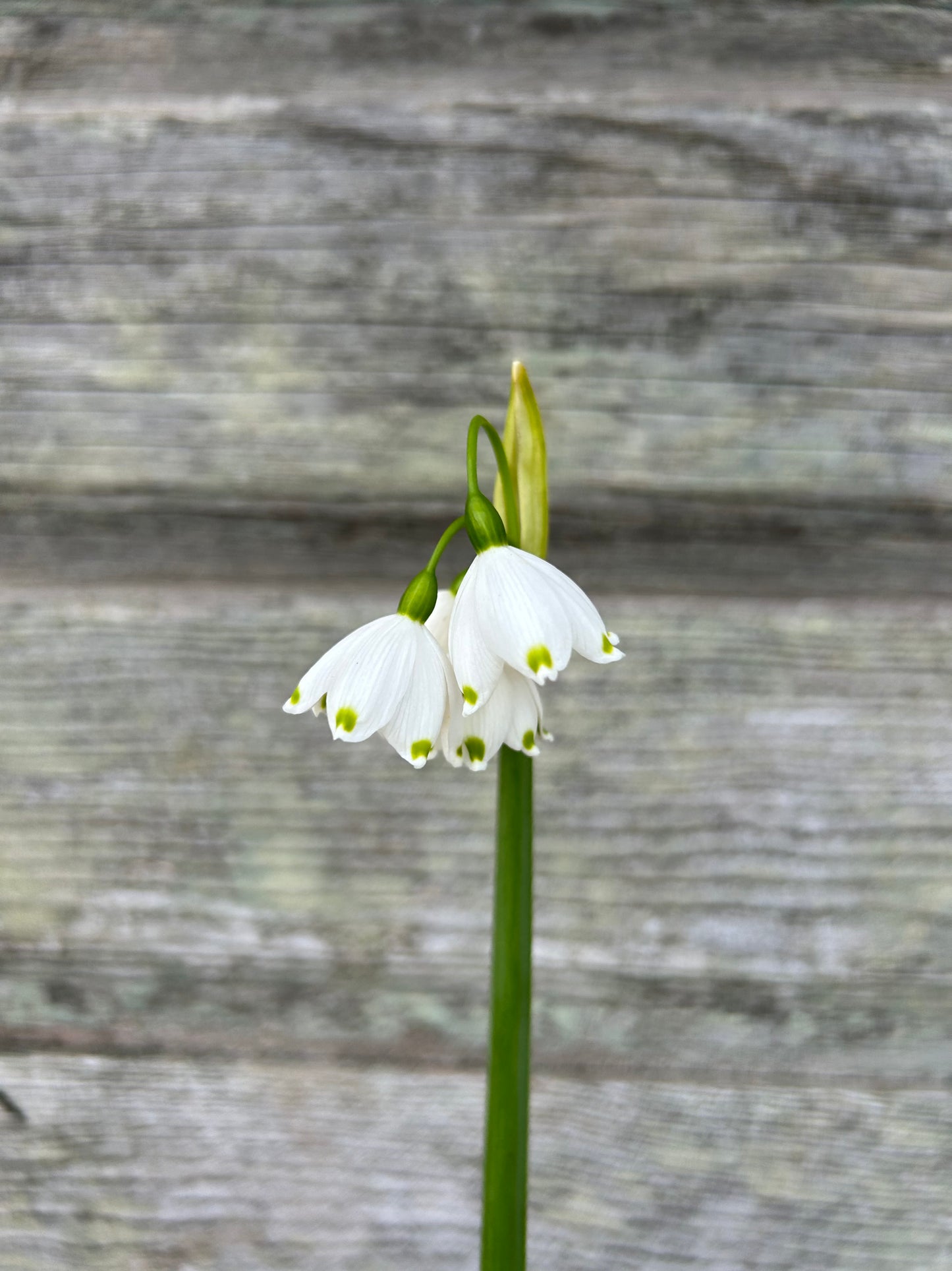 Leucojum - Giant Snowflake