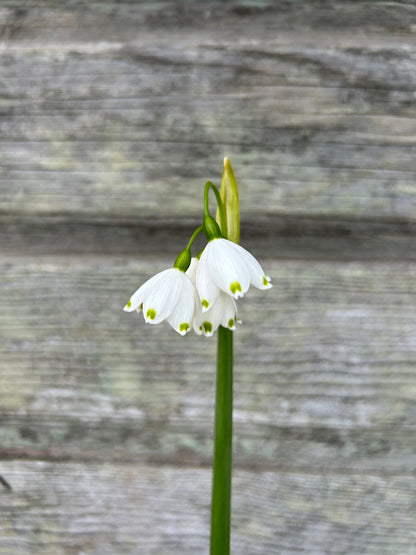 Leucojum - Giant Snowflake