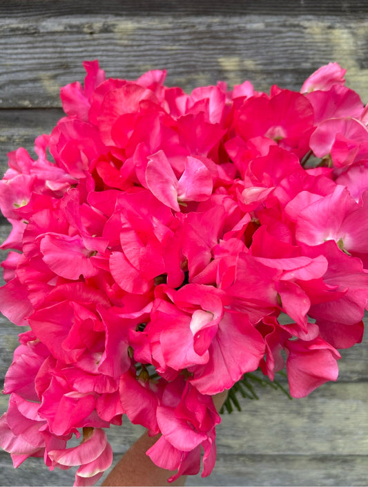 Sweet Pea - Somerset Lady