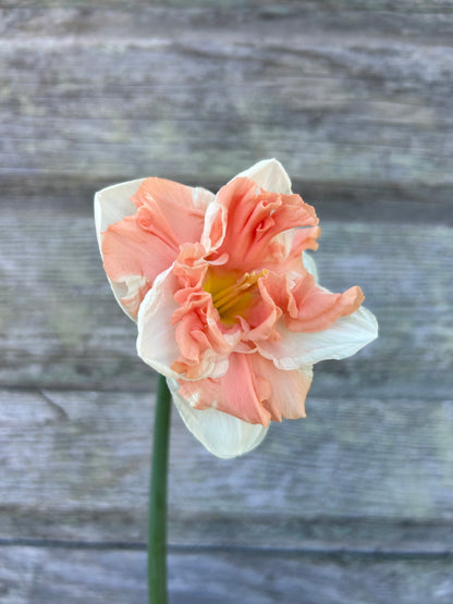 Daffodil - Apricot Whirl