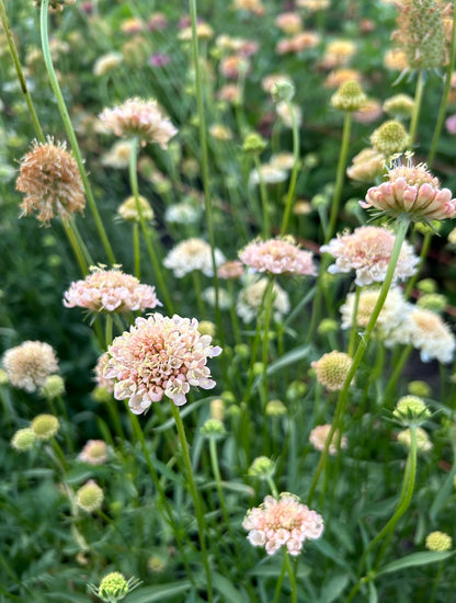 Scabiosa - Fata Morgana