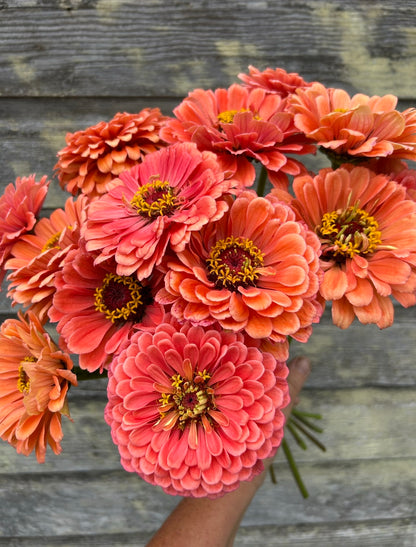 Zinnia - Benary's Giant Salmon Rose