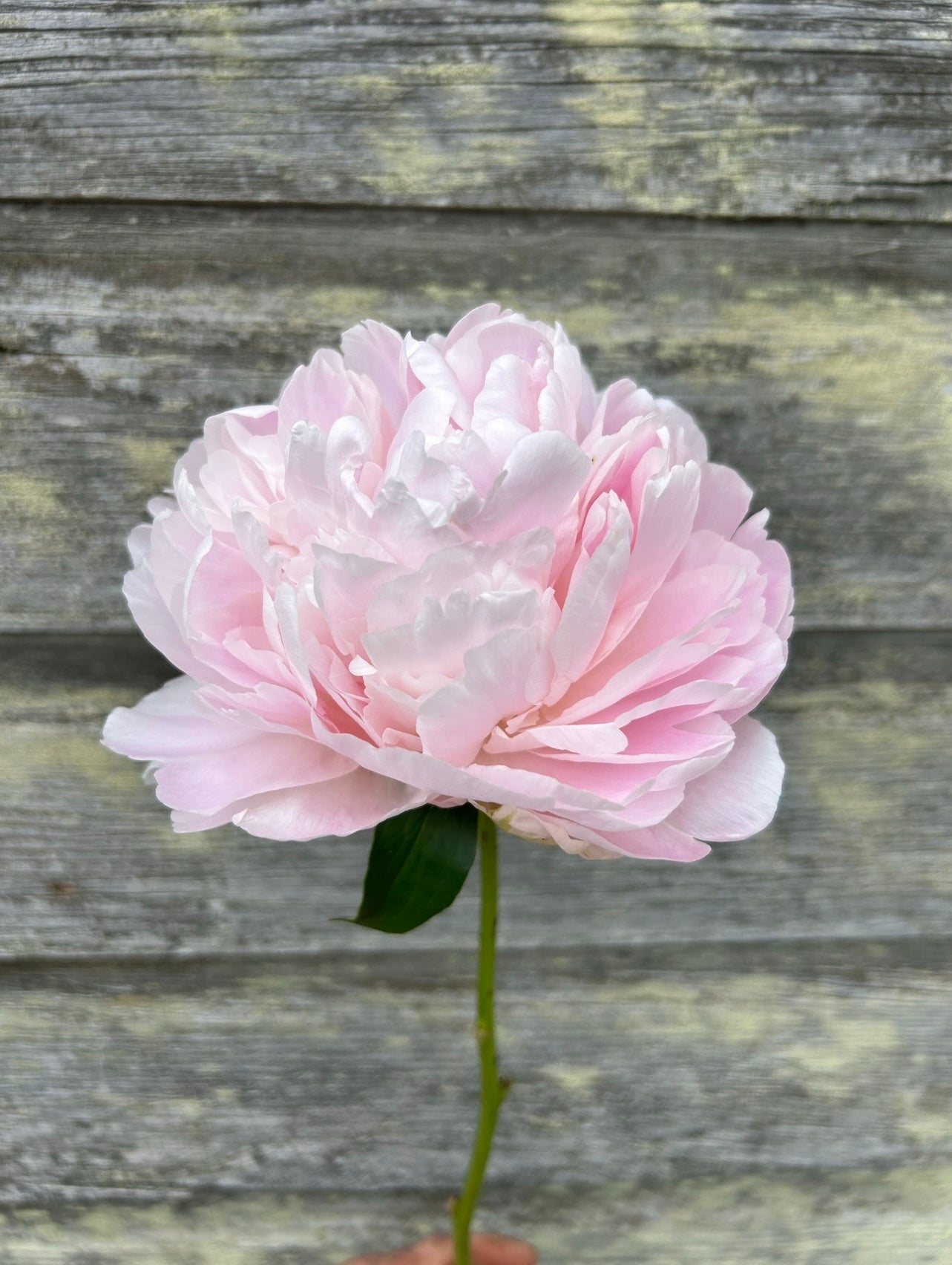 Peony - Moonstone