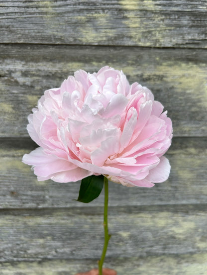 Peony - Moonstone