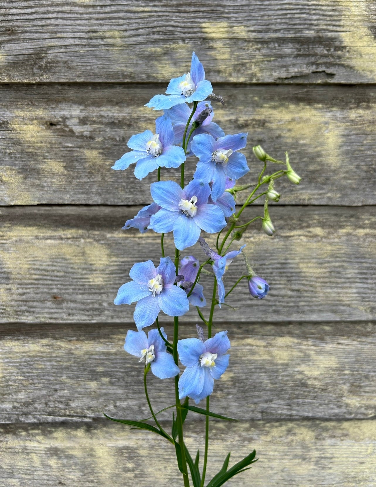 Delphinium - Cliveden Beauty