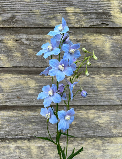Delphinium - Cliveden Beauty