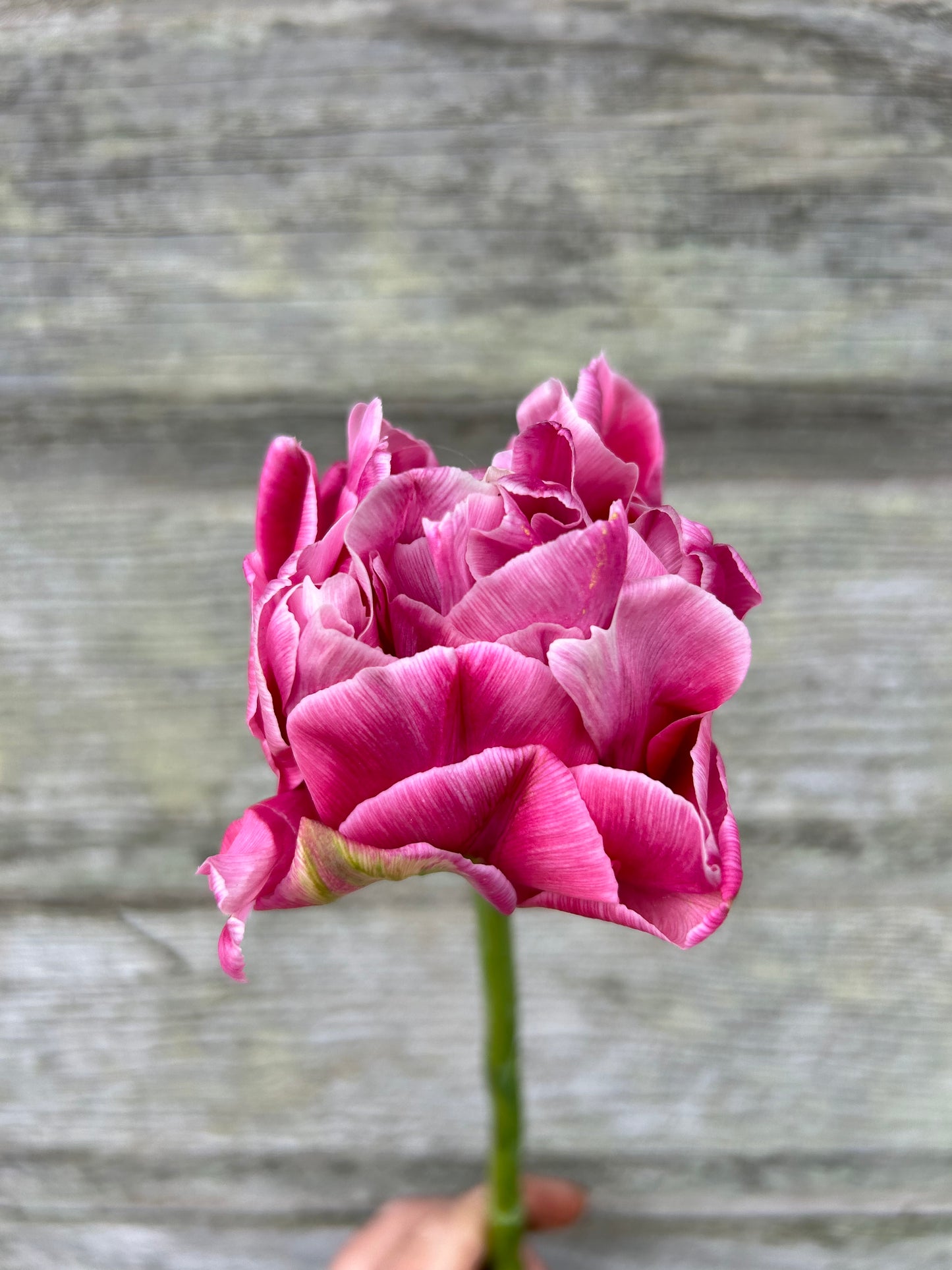 Tulip - Aveyron