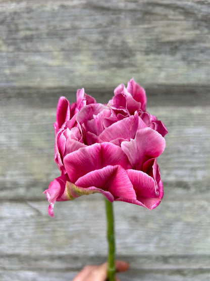 Tulip - Aveyron