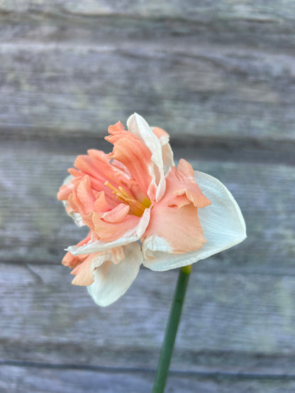 Daffodil - Apricot Whirl