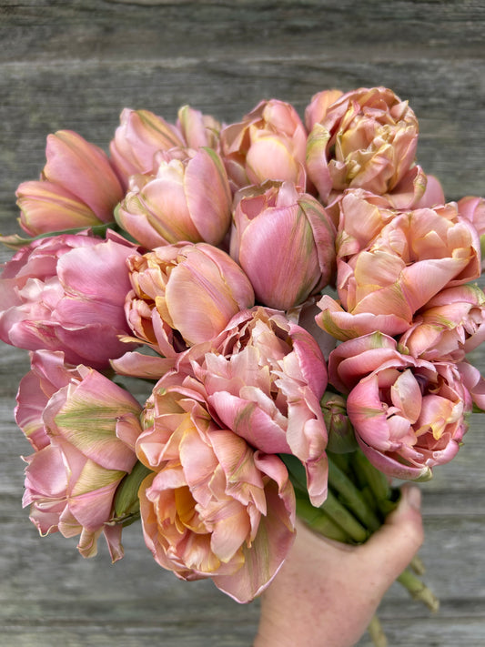 Tulip - Picture Perfect