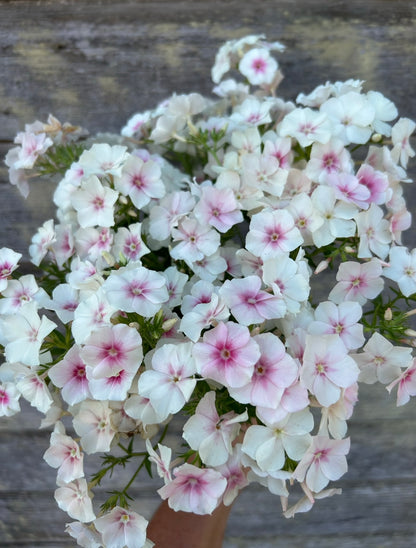 Phlox - Blushing Bride