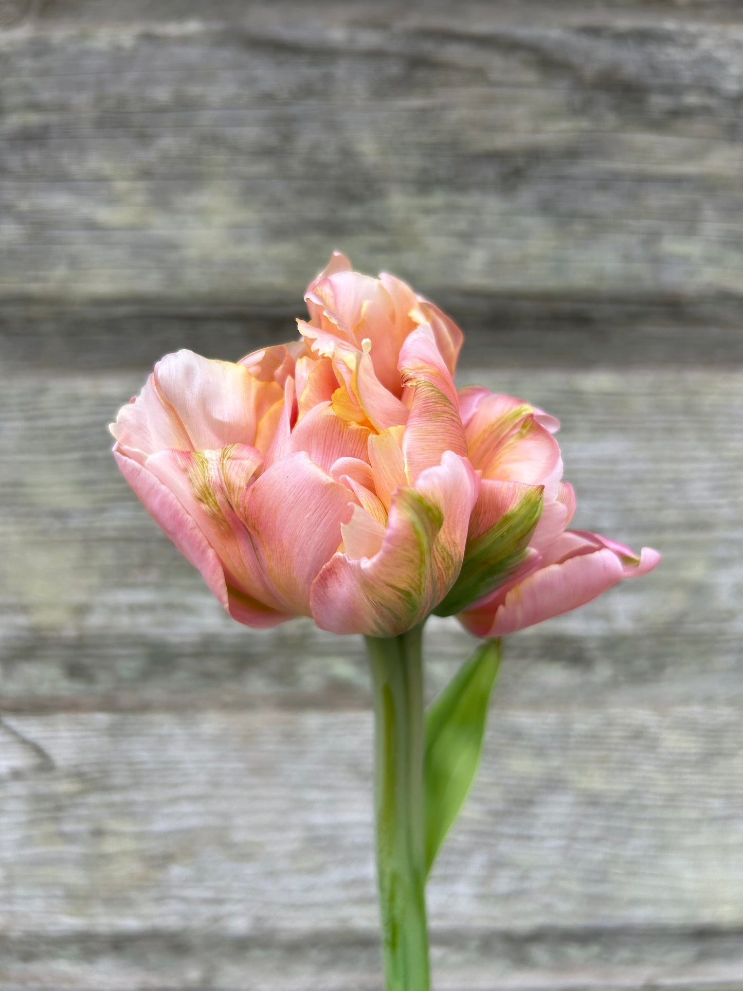 Tulip - Picture Perfect