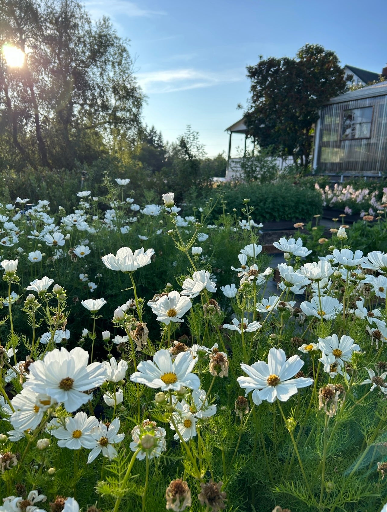 Cosmos - Afternoon White
