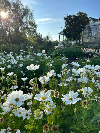 Cosmos - Afternoon White