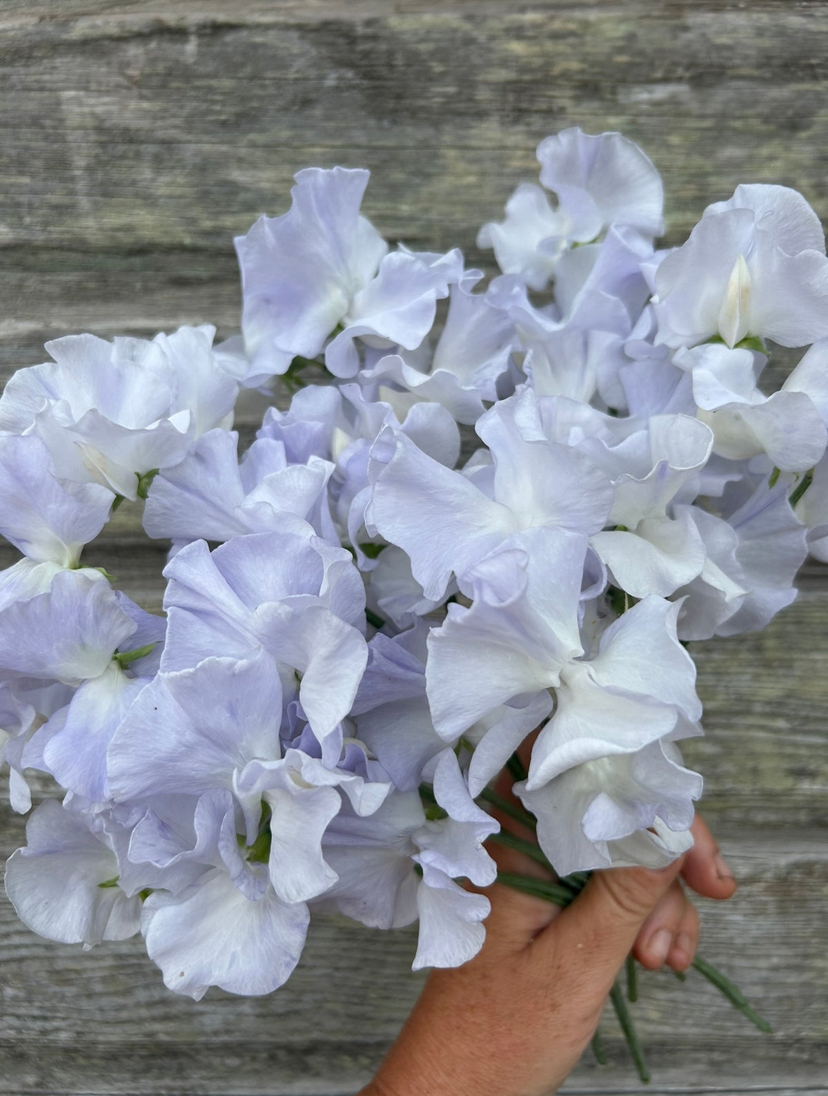 Sweet Pea - Beverly Ann