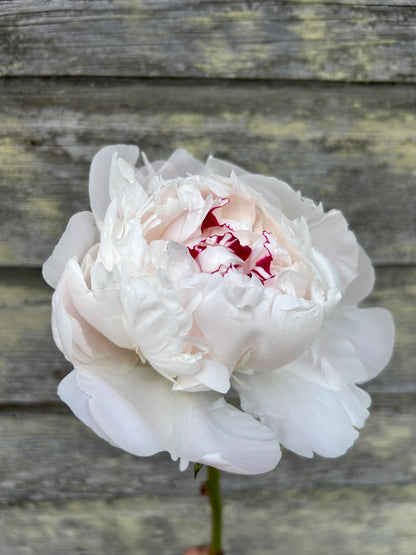 Peony - Festiva Maxima