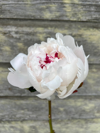 Peony - Festiva Maxima
