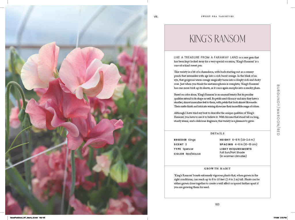 Growing King's Ransom Sweet Peas