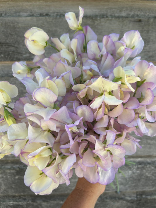 Sweet Pea - High Scent