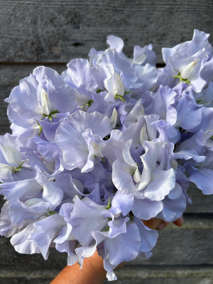 Sweet Pea - Oban Bay
