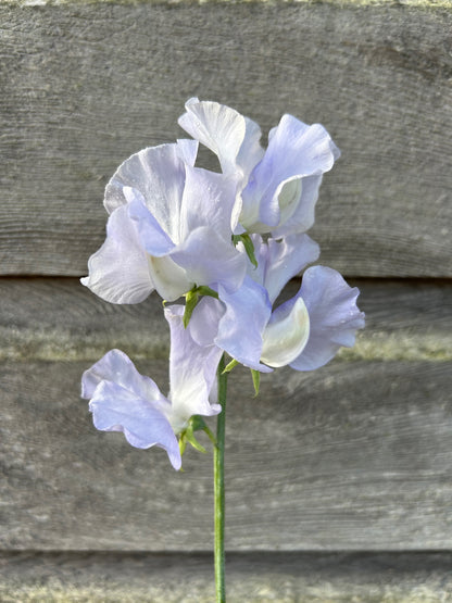 Sweet Pea - Oban Bay