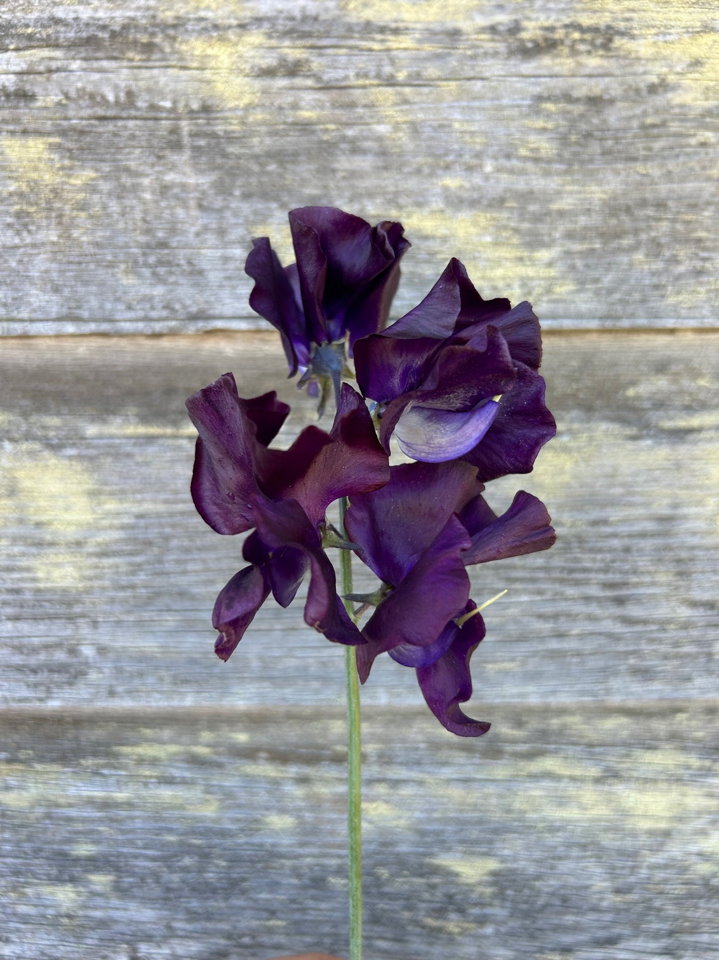 Sweet Pea - Joyce Stanton