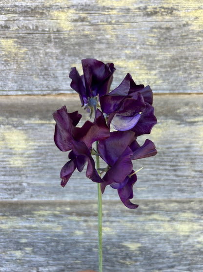 Sweet Pea - Joyce Stanton