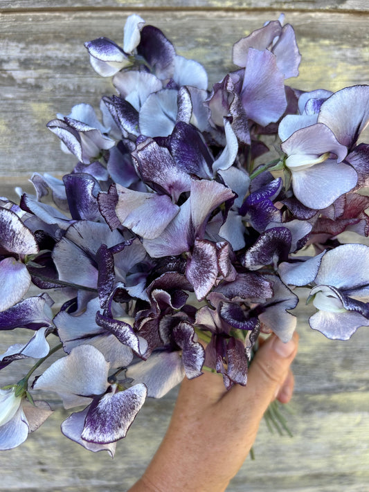 Sweet Pea - Nimbus