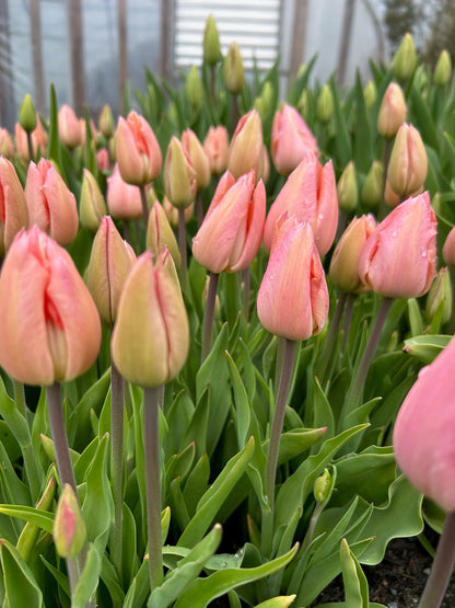 Tulip - Apricot Beauty