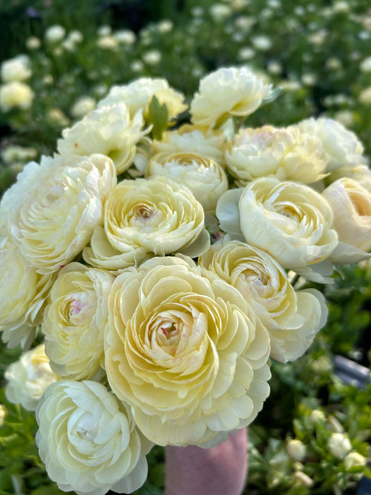 Ranunculus Hydra