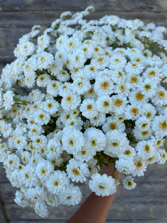 Feverfew - Tetra White