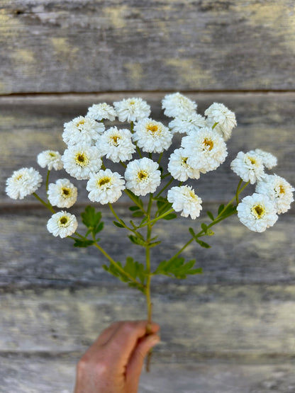 Feverfew - Tetra White