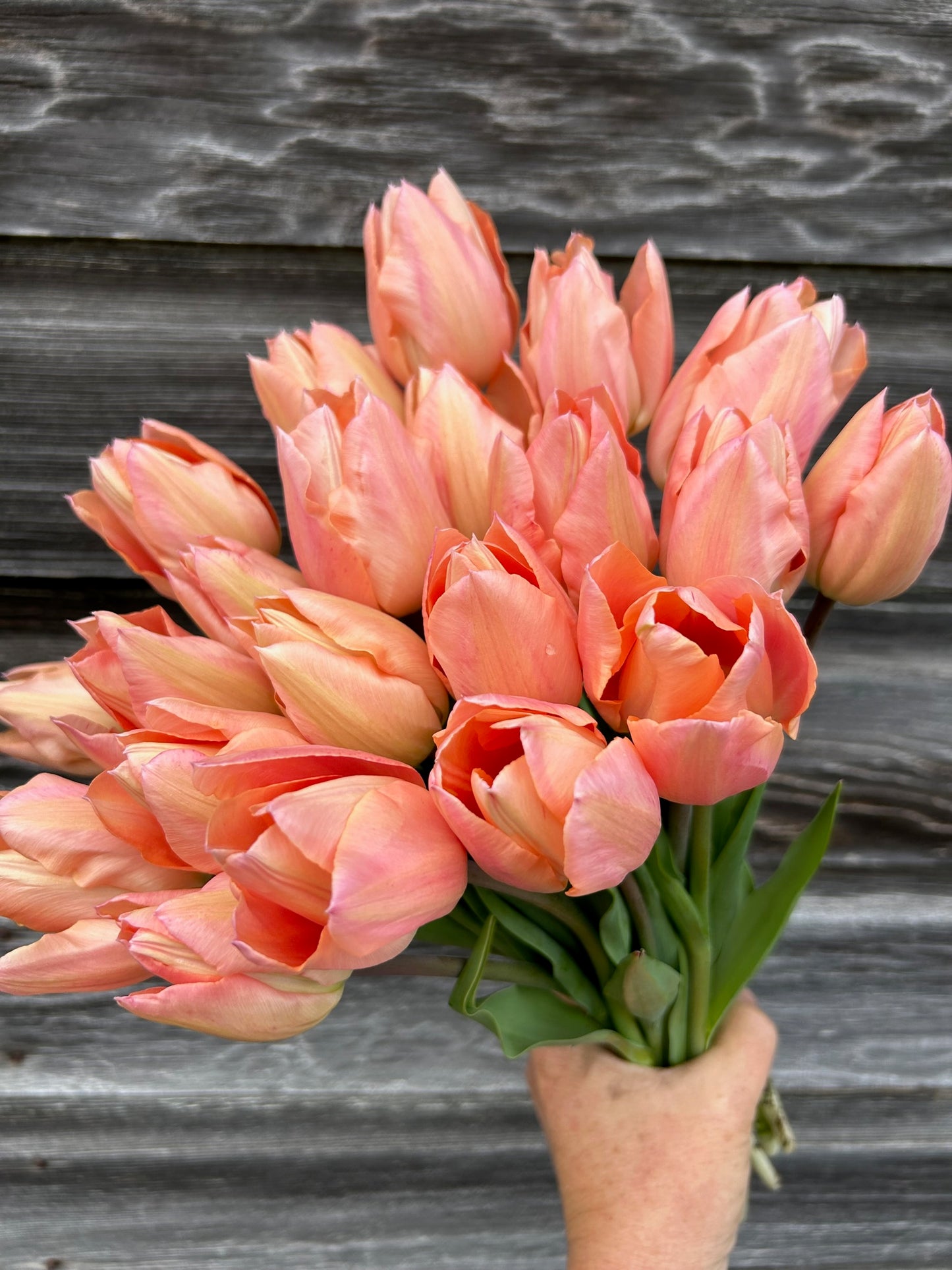 Tulip - Apricot Beauty