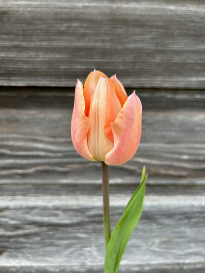 Tulip - Apricot Beauty