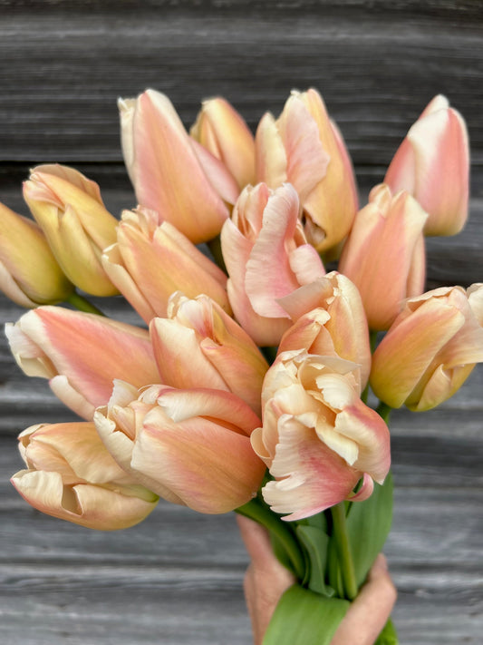 Tulip - Apricot Pride