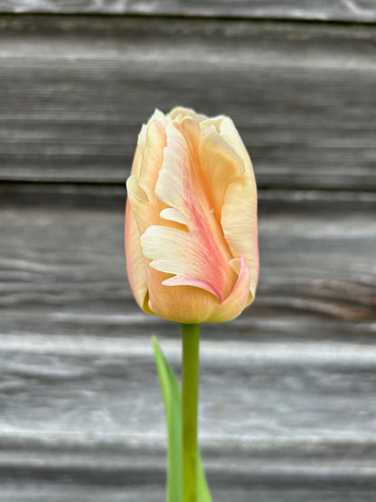 Tulip - Apricot Pride